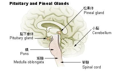 Illu_pituitary_pineal_glands_ja